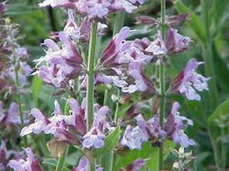 Salvia officinalis P9 - afbeelding 6