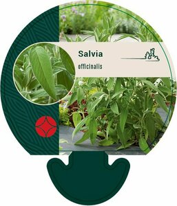Salvia officinalis P9 - afbeelding 8