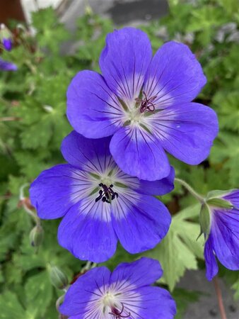Geranium 'Rozanne' P9 - afbeelding 2