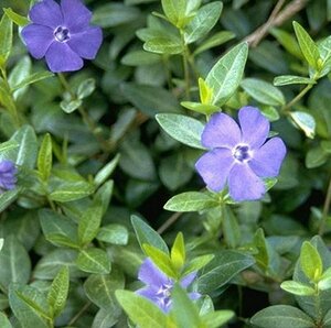 Vinca minor P9 - afbeelding 6