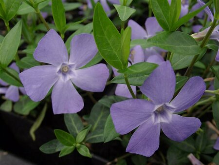 Vinca minor P9 - afbeelding 7
