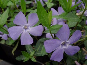 Vinca minor P9 - afbeelding 7