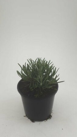 Lavandula angustifolia 'Munstead' C1.5 - afbeelding 1