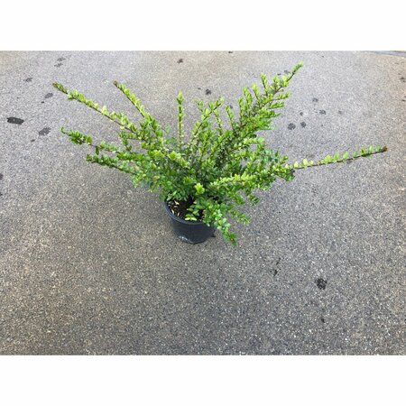 Lonicera nitida 'Elegant' C1.5 - afbeelding 13