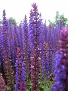 Salvia nemorosa 'Ostfriesland' P9 - afbeelding 9