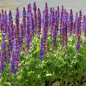 Salvia nemorosa 'Ostfriesland' P9 - afbeelding 4