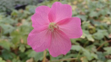 Geranium endressii 'Wargrave Pink' P9 - afbeelding 4