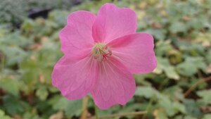 Geranium endressii 'Wargrave Pink' P9 - afbeelding 4
