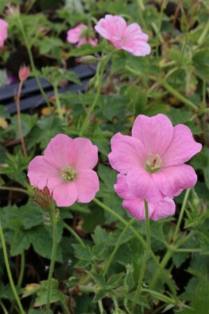 Geranium endressii 'Wargrave Pink' P9 - afbeelding 3