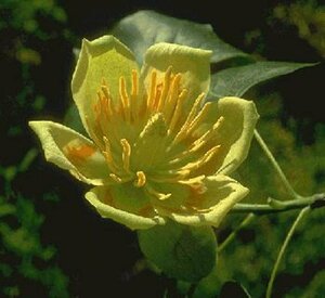 Liriodendron tulipifera 12-14 C. - afbeelding 2