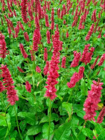 Persicaria amplexicaulis 'Dark Red' P9 - afbeelding 3