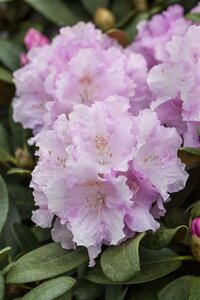 Rhododendron (Y) 'Silberwolke' 25/30 C. - afbeelding 2