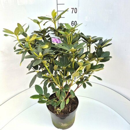 Rhododendron 'Catawbiense Grandiflorum' 40/50 C. - afbeelding 3