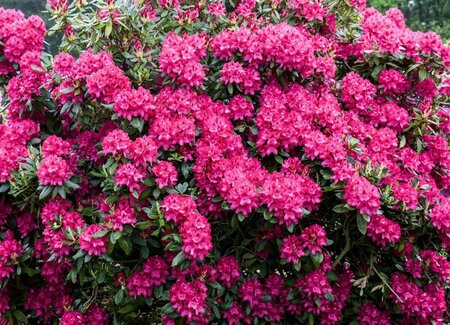 Rhododendron 'Nova Zembla' 40/50 C. - afbeelding 2