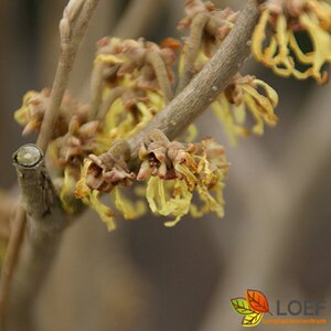 Hamamelis intermedia 'Arnold Promise' 80/100 KL.