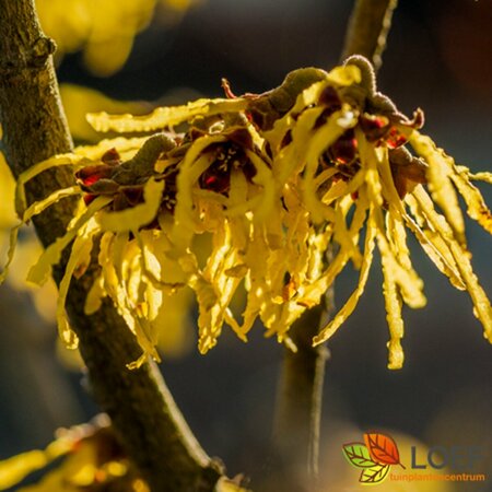 Hamamelis intermedia 'Arnold Promise' 80/100 KL. - afbeelding 2