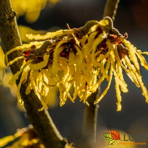 Hamamelis intermedia 'Arnold Promise' 80/100 KL. - afbeelding 2