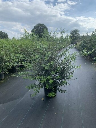 Osmanthus burkwoodii 60/80 KL. - afbeelding 3