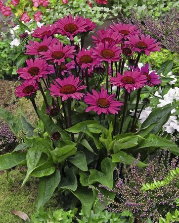 Echinacea purpurea 'Fatal Attraction' P9 - afbeelding 1