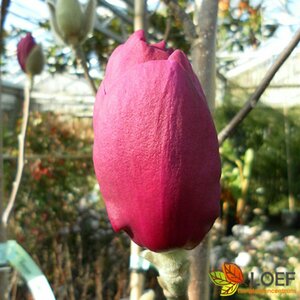Magnolia 'Black Tulip' ST. 80 C.  - afbeelding 2