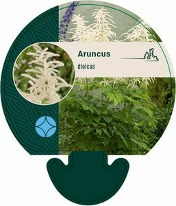 Aruncus dioicus P9 - afbeelding 5