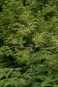 Aruncus dioicus P9 - afbeelding 4