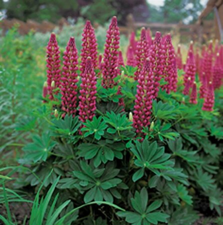Lupinus 'Gallery Red' P9 - afbeelding 1