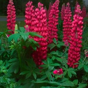 Lupinus 'Gallery Red' P9 - afbeelding 2
