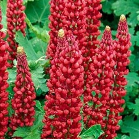 Lupinus 'Gallery Red' P9 - afbeelding 3