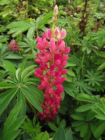 Lupinus 'Gallery Red' P9 - afbeelding 4