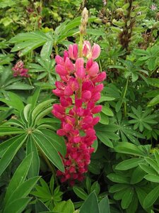 Lupinus 'Gallery Red' P9 - afbeelding 4