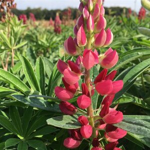 Lupinus 'Gallery Red' P9 - afbeelding 5