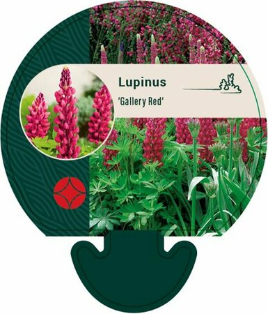Lupinus 'Gallery Red' P9 - afbeelding 6