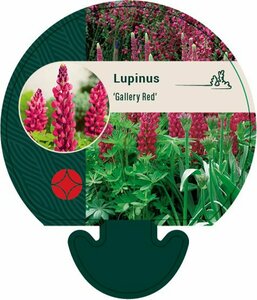 Lupinus 'Gallery Red' P9 - afbeelding 6