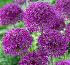 Allium afl. 'Purple Sensation' P9 - afbeelding 5