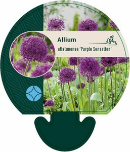 Allium afl. 'Purple Sensation' P9 - afbeelding 3