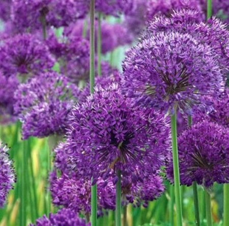 Allium afl. 'Purple Sensation' P9 - afbeelding 2