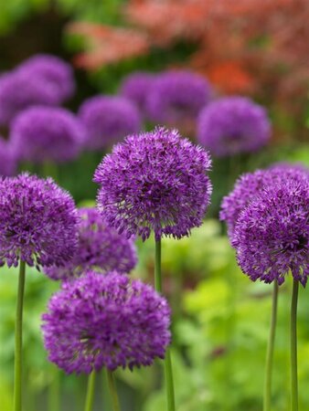 Allium afl. 'Purple Sensation' P9 - afbeelding 1