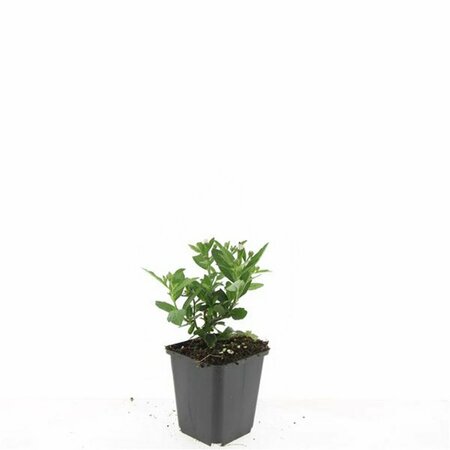 Aster ageratoides 'Stardust' P9 - afbeelding 4