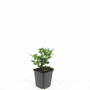 Aster ageratoides 'Stardust' P9 - afbeelding 4