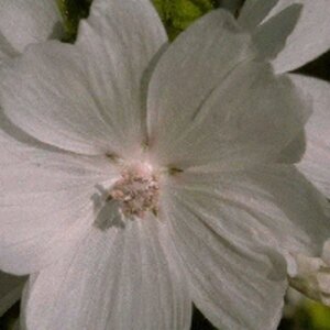 Malva moschata 'Alba' P9 - afbeelding 4
