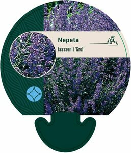 Nepeta faassenii 'Grol' P9
