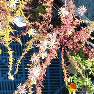Aster ericoides 'Golden Spray' P9