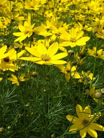 Coreopsis verticillata 'Grandiflora' P9 - afbeelding 1
