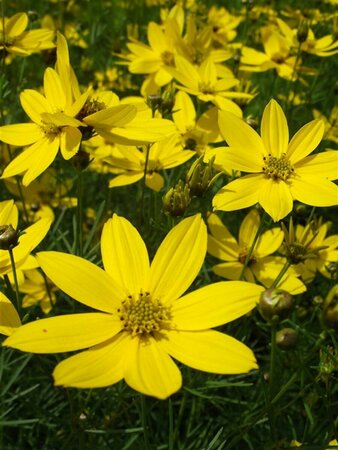 Coreopsis verticillata 'Grandiflora' P9 - afbeelding 2