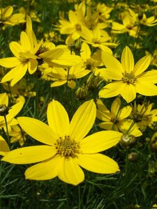 Coreopsis verticillata 'Grandiflora' P9 - afbeelding 2