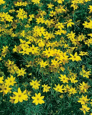 Coreopsis verticillata 'Grandiflora' P9 - afbeelding 3