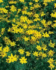 Coreopsis verticillata 'Grandiflora' P9 - afbeelding 3