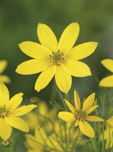 Coreopsis verticillata 'Grandiflora' P9 - afbeelding 4