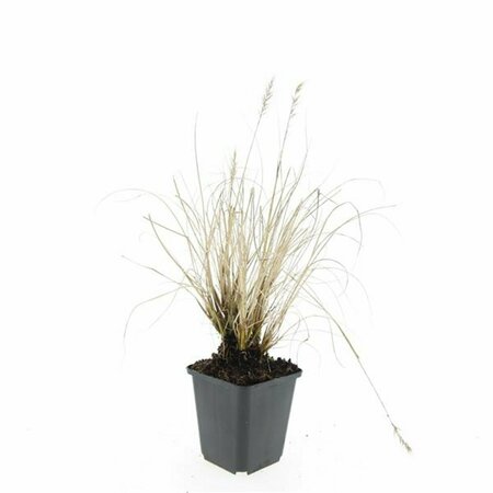 Pennisetum alopecuroides 'Hameln' C1.5 - afbeelding 5
